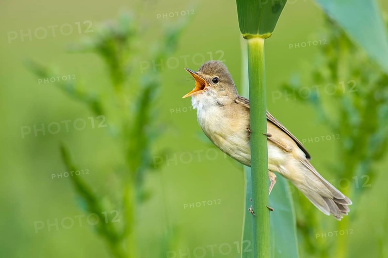Marsh Warbler (Acrocephalus palustris) male singing in reeds, Poland