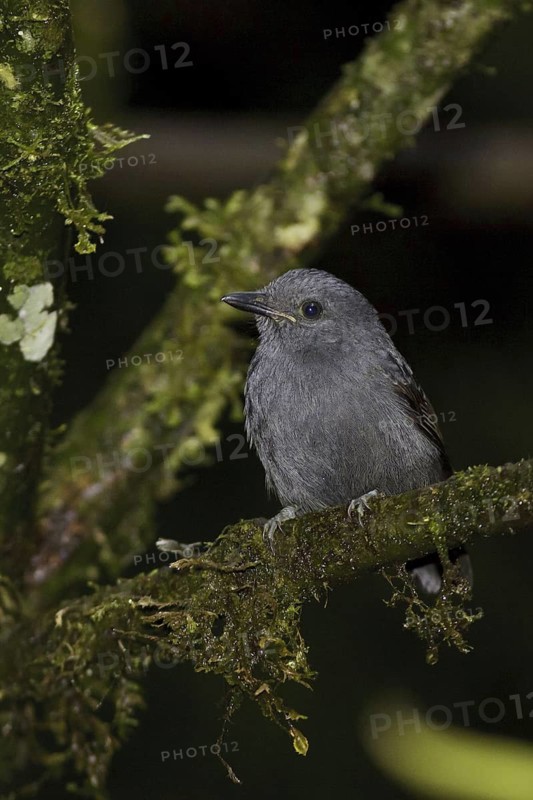 Uniform Antshrike (Thamnophilus unicolor), Ecuador