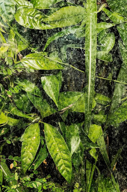 Plants and green leaves behind glass in greenhouse, structure, background, flora, art, texture, transparency, abstract, detail, green
