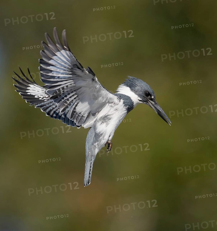 Belted Kingfisher (Megaceryle alcyon) male flying, Florida, USA