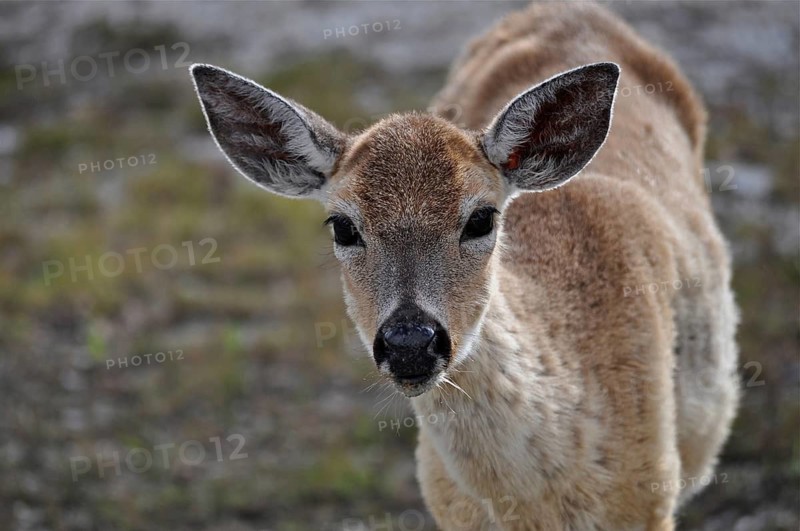 Key white-tailed deer (Odocoileus virginianus clavium)