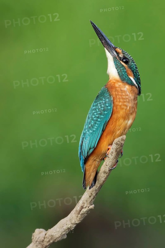 Common Kingfisher (Alcedo atthis) juvenile, Saxony-Anhalt, Germany