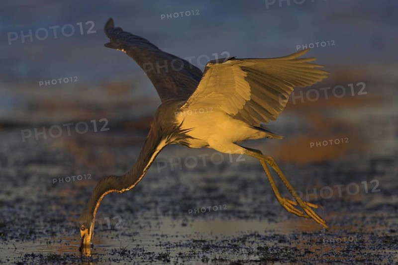 Tricolored Heron (Egretta tricolor), Florida, USA