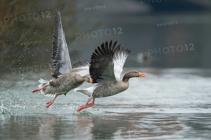 Greylag Goose (Anser anser) wrangling, Lower Saxony, Germany