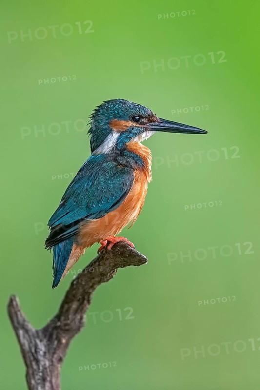 Common Kingfisher (Alcedo atthis) male perched on a branch, Saxony-Anhalt, Germany