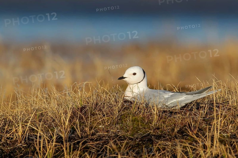 Ross's Gull (Rhodostethia rosea) on the tundra in Northern Alaska