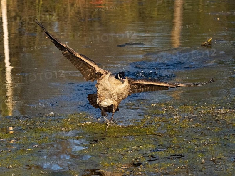 Canada goose (Branta canadensis), adult bird in flight, about to land on lake, Hesse, Germany