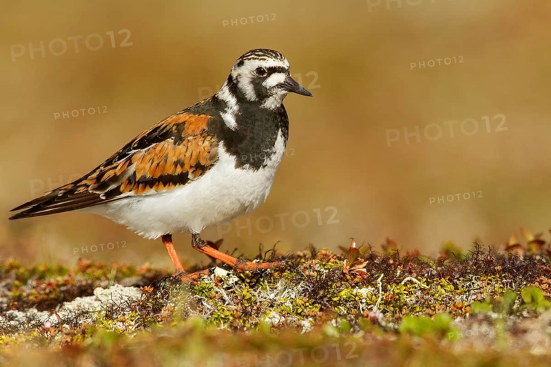 Ruddy Turnstone (Arenaria interpres) perched on the tundra in Nome, Alaska
