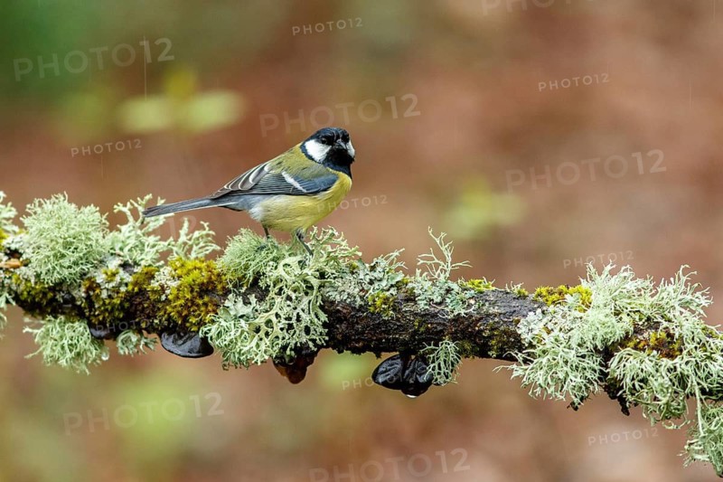 Great Tit (Parus major), perched on a branch, Oviedo, Asturias, Spain