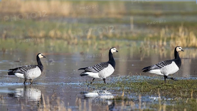 Barnacle Goose (Branta leucopsis), Netherlands