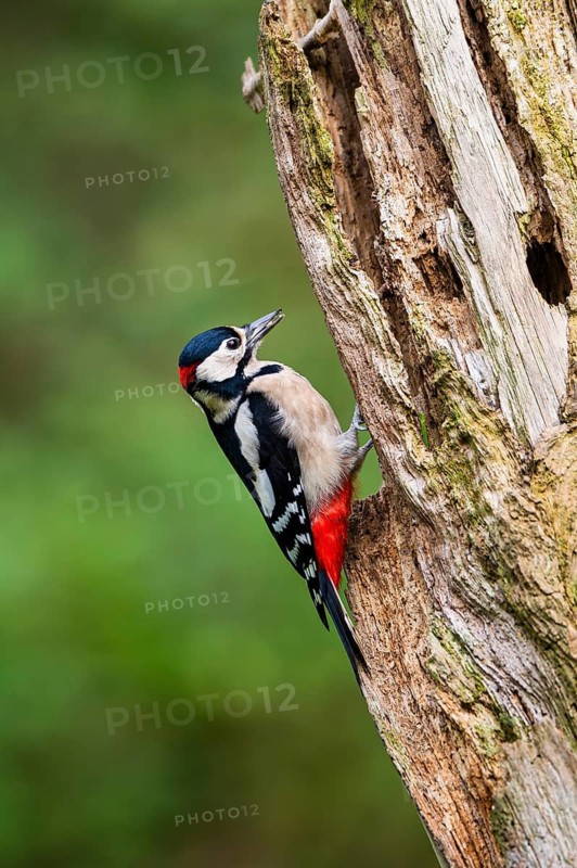 Great spotted woodpecker (Dendrocopos major) sitting on an old wrotten tree trunk in late summer, Bavaria, Germany