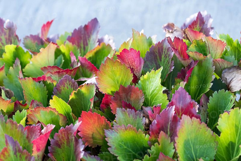 Mukdenia (Mukdenia rossii 'Nova Flame'), Staudengärtnerei Ihm, Germany
