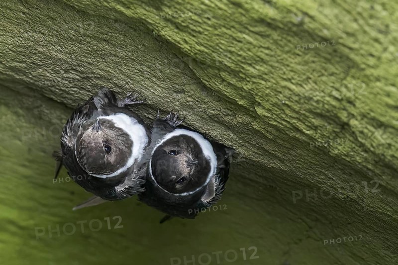 White-collared Swift (Streptoprocne zonaris) perched on a rock in the Andes Mountains in Ecuador