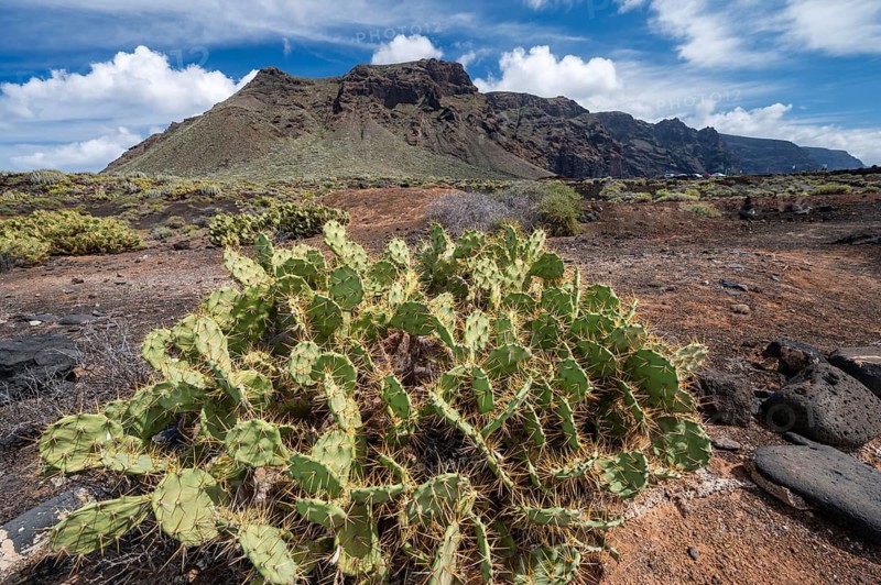 A large cactus growing in Tenerife