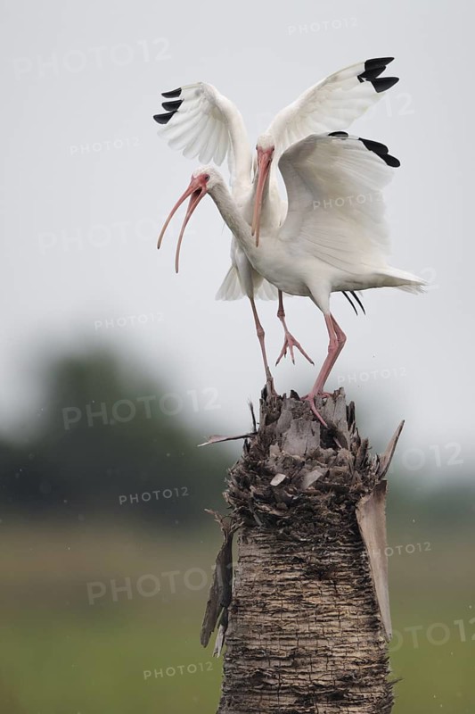 American White Ibis (Eudocimus albus), Florida, USA