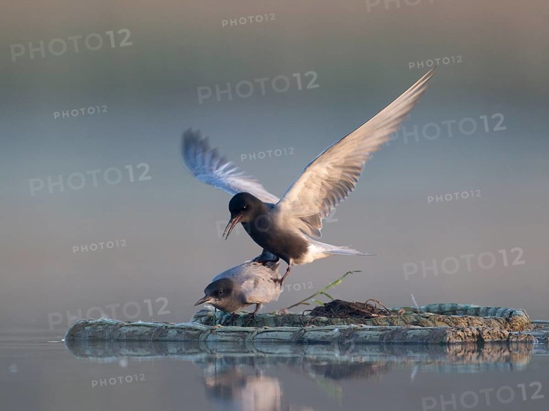Black Tern (Chlidonias niger) pair mating, Mecklenburg-Western Pomerania, Germany