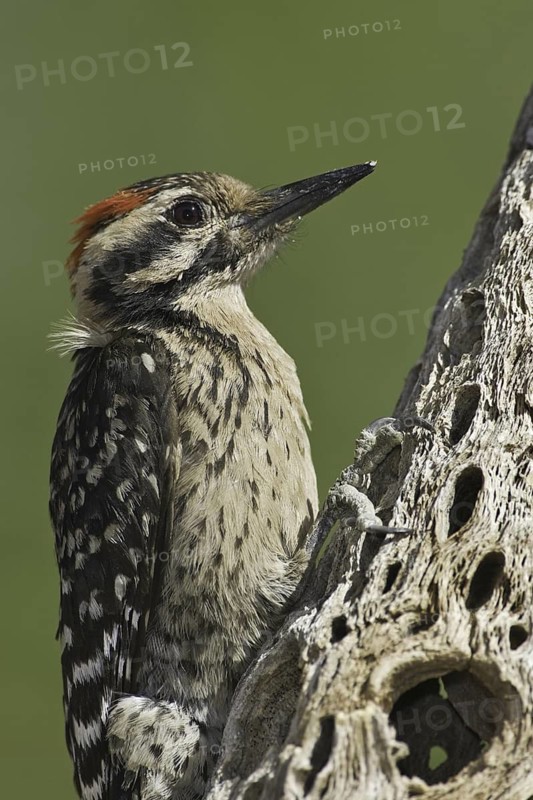 Ladder-backed Woodpecker (Dryobates scalaris), Arizona, USA