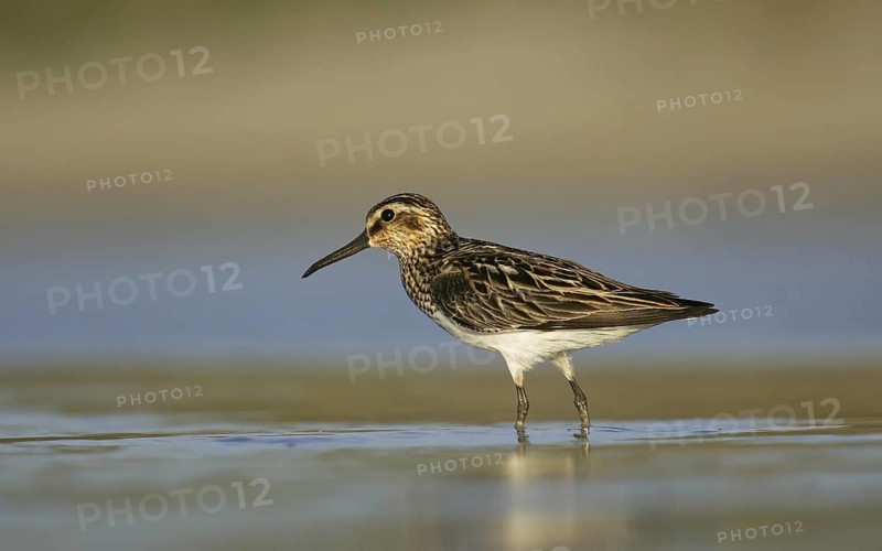 Broad-billed Sandpiper (Calidris falcinellus) foraging, Buir Lake, Mongolia