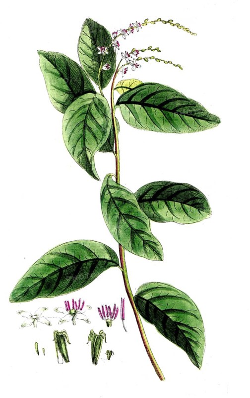 Petiveria alliacea, garlic bush, digital reproduction of a historical original, between 1790 and 1810