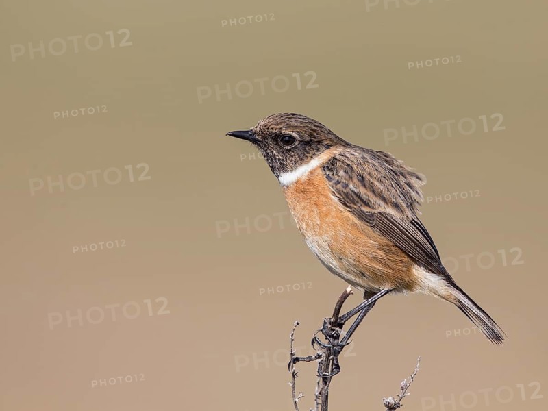 European Stonechat (Saxicola rubicola) male, United Kingdom