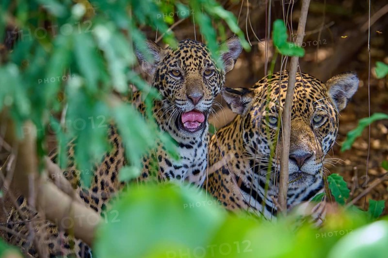 A jaguar young playfully shows its teeth while the other remains calm, Jaguar (Panthera onca), Pantanal, Mato Grosso, Brazil