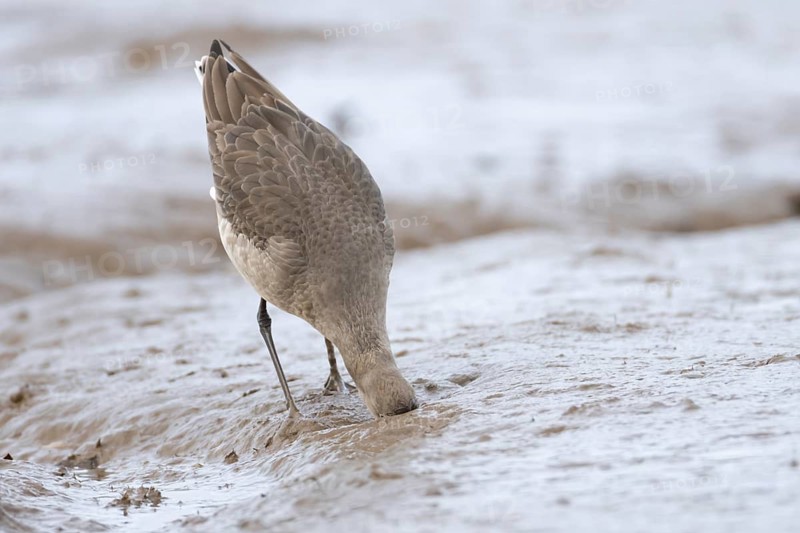 Black tailed godwit (Limosa limosa) adult wading bird in winter plumage feeding on a mudflat, Norfolk, England, United Kingdom