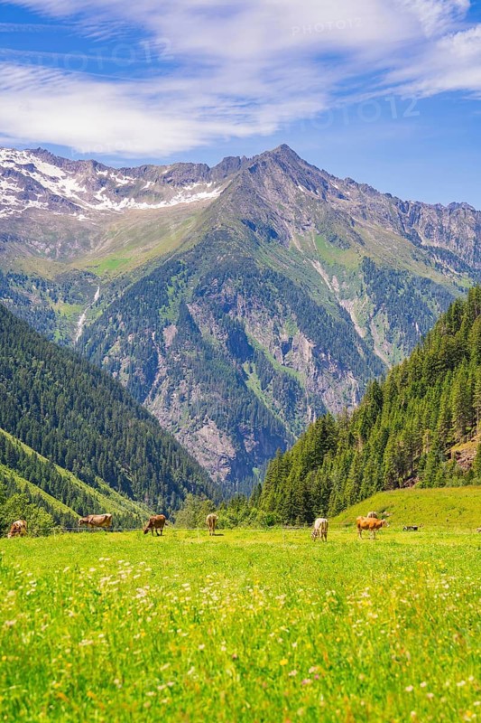 Green meadows with cows in front of majestic mountains under a blue sky in sunny weather, Klein Tibet, Zillertal, Austria