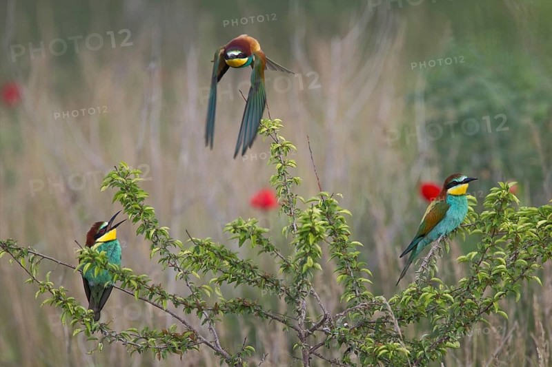 European Bee-eater (Merops apiaster), Bulgaria