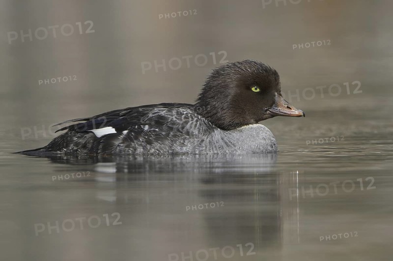 Barrow's Goldeneye (Bucephala islandica) female, British Columbia, Canada