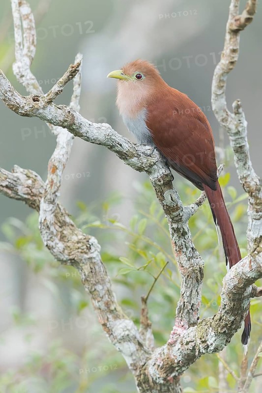 Squirrel Cuckoo (Piaya cayana) perched on a branch in Panama