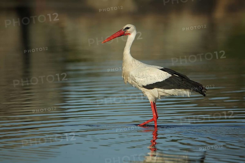 White stork (Ciconia ciconia) standing in water, Los Barruecos, Malpartida de Caceres, Caceres, Extremadura, Spain