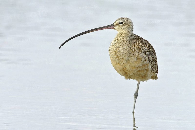 Long-billed Curlew (Numenius americanus), Florida, USA