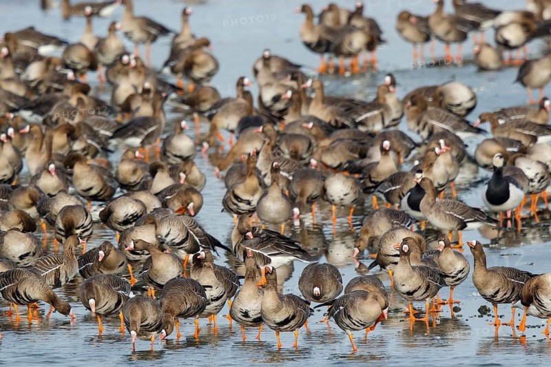 Greater White-fronted Goose & Barnacle Goose (Anser albifrons & Branta leucopsis) group resting in water, North Rhine-Westphalia, Germany