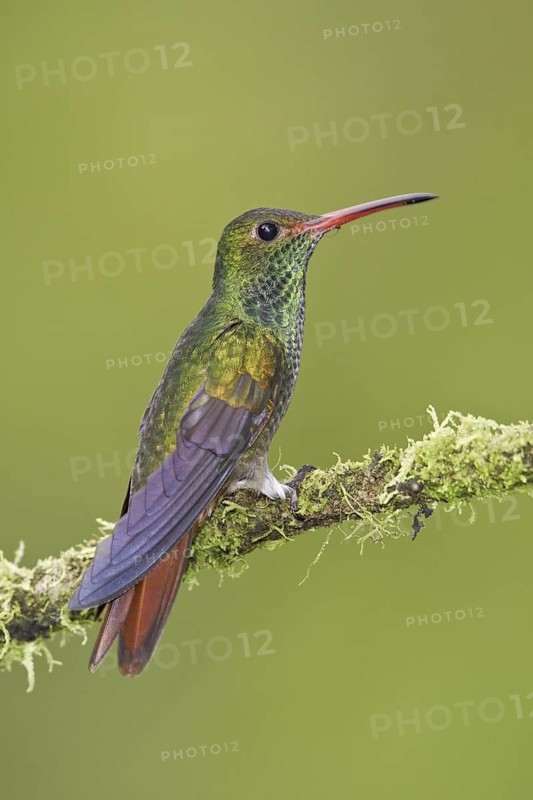 Rufous-tailed Hummingbird (Amazilia tzacatl), Ecuador