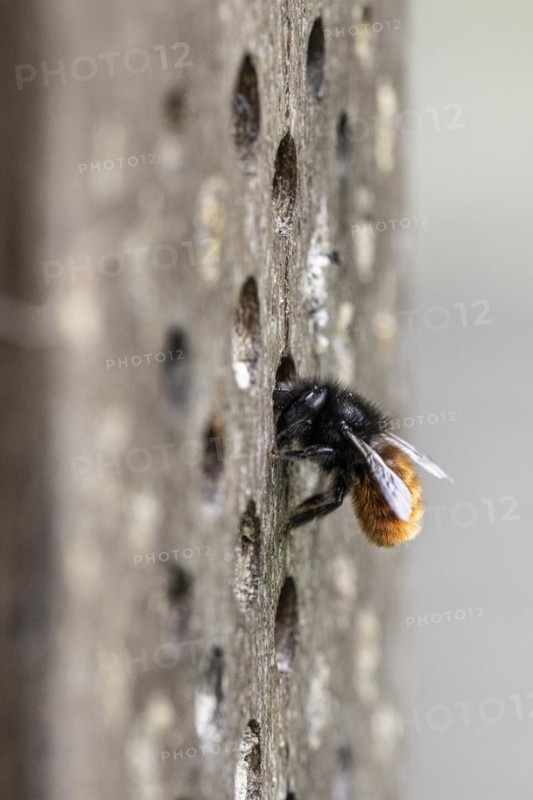 Hornfaced bee (Osmia cornuta), Emsland, Lower Saxony, Germany