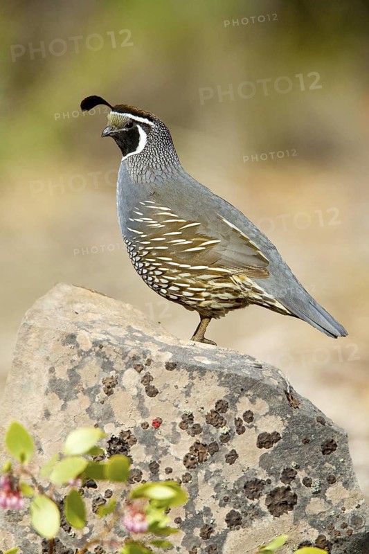California Quail (Callipepla californica) male, California, USA