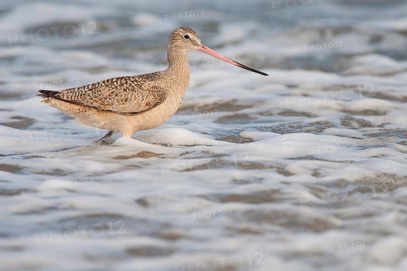 Marbled Godwit