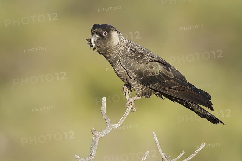 Carnaby’s Black Cockatoo (Calyptorhynchus latirostris), Western Australia, Australia