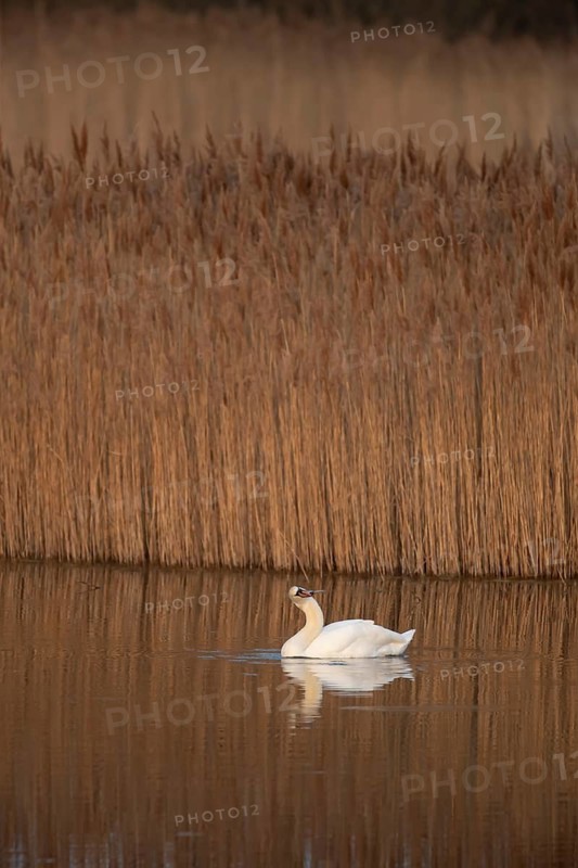 Mute swan (Cygnus olor) adult bird on a lake, England, United Kingdom