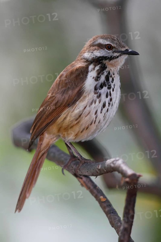 Spotted Palm Thrush (Cichladusa guttata), Lake Baringo, Kenya