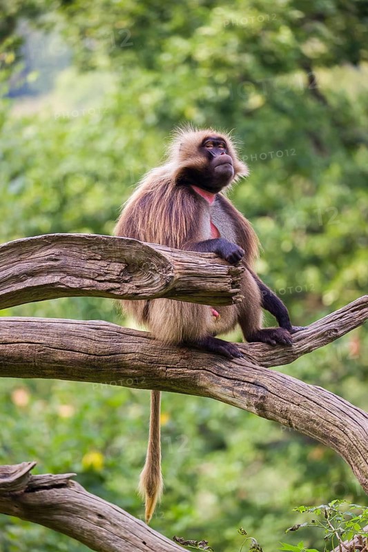 Portrait of an adult male Gelada (Theropithecus gelada), or bleeding-heart monkey, resting on a log. A green forest in the background