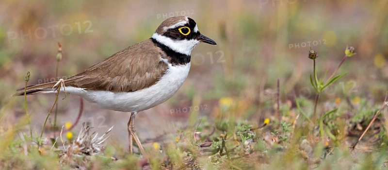 Little Ringed Plover, Little Ringed Plover, (Charadrius dubius), plover family, biotope, foraging, Lesbos, Lesbos Island, Greece