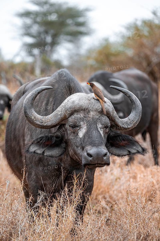 Cape buffalo (Syncerus caffer caffer) with yellowbill oxpecker (Buphagus africanus), Kruger National Park, South Africa