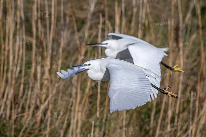 Two little egrets (Egretta garzetta) flying past reed bed in coastal wetland in winter