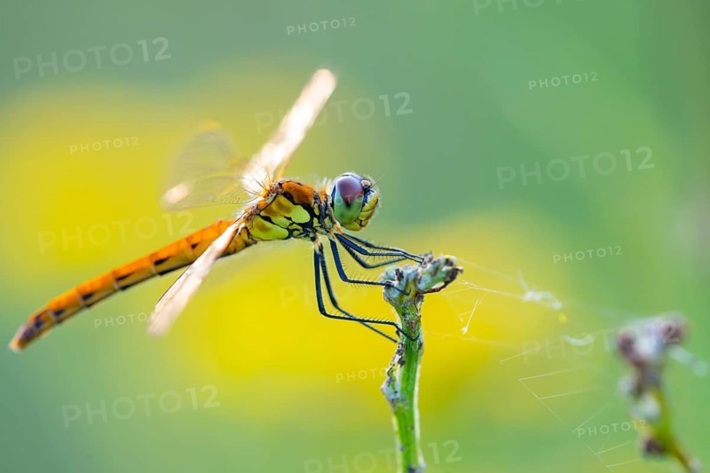 Marsh dragonfly (Sympetrum depressiusculum), Ahlhorn, Lower Saxony, Germany