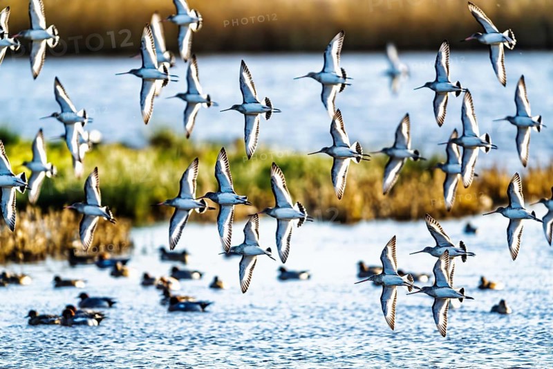 Black-tailed Godwits, Limosa limosa, birds in flight over marshes, Devon, England, United Kingdom