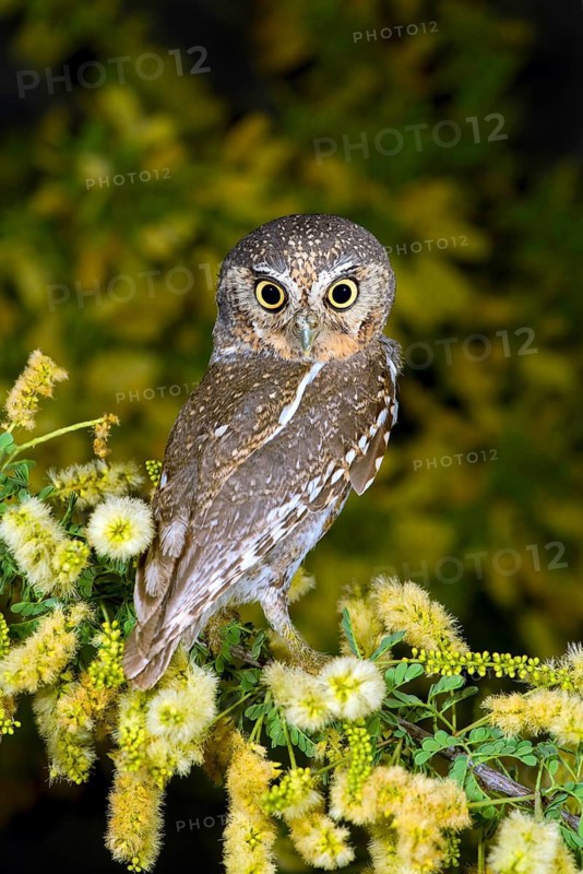 Elf Owl Micrathene whitneyi Tucson, Arizona, United States 3 May Adult Strigidae