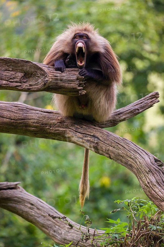 Portrait of an adult male Gelada (Theropithecus gelada), or bleeding-heart monkey, resting on a log. A green forest in the background