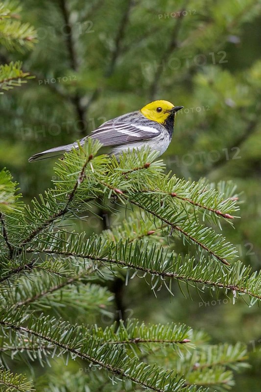 Hermit Warbler (Setophaga occidentalis) perched on a branch in Washington State, USA
