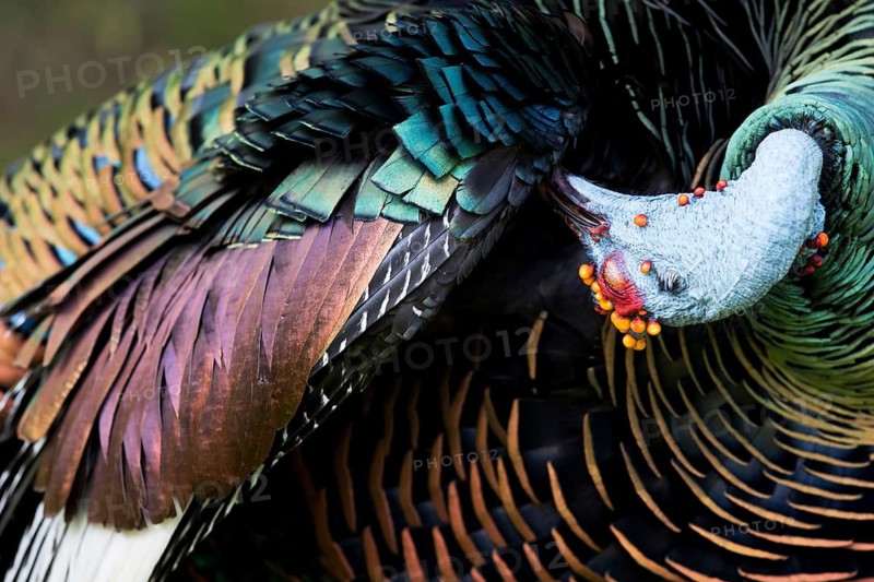 Ocellated Turkey (Meleagris ocellata) male preening, Peten, Guatemala